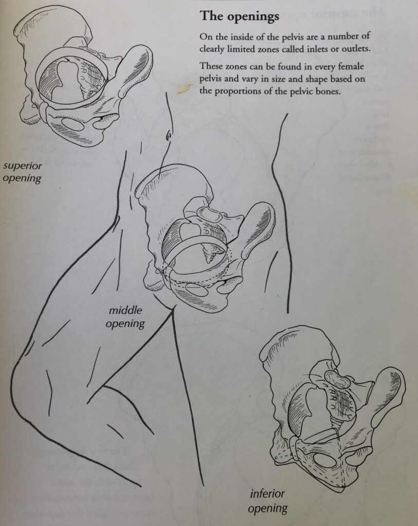 birth-class-pelvis